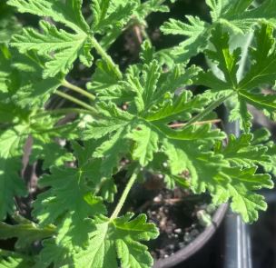 CITRONELLA