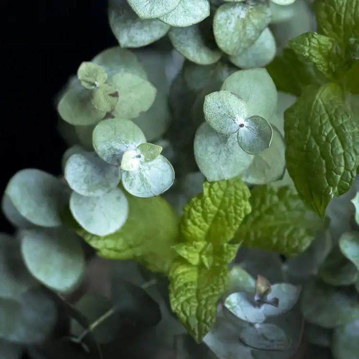 EUCALYPTUS & PEPPERMINT