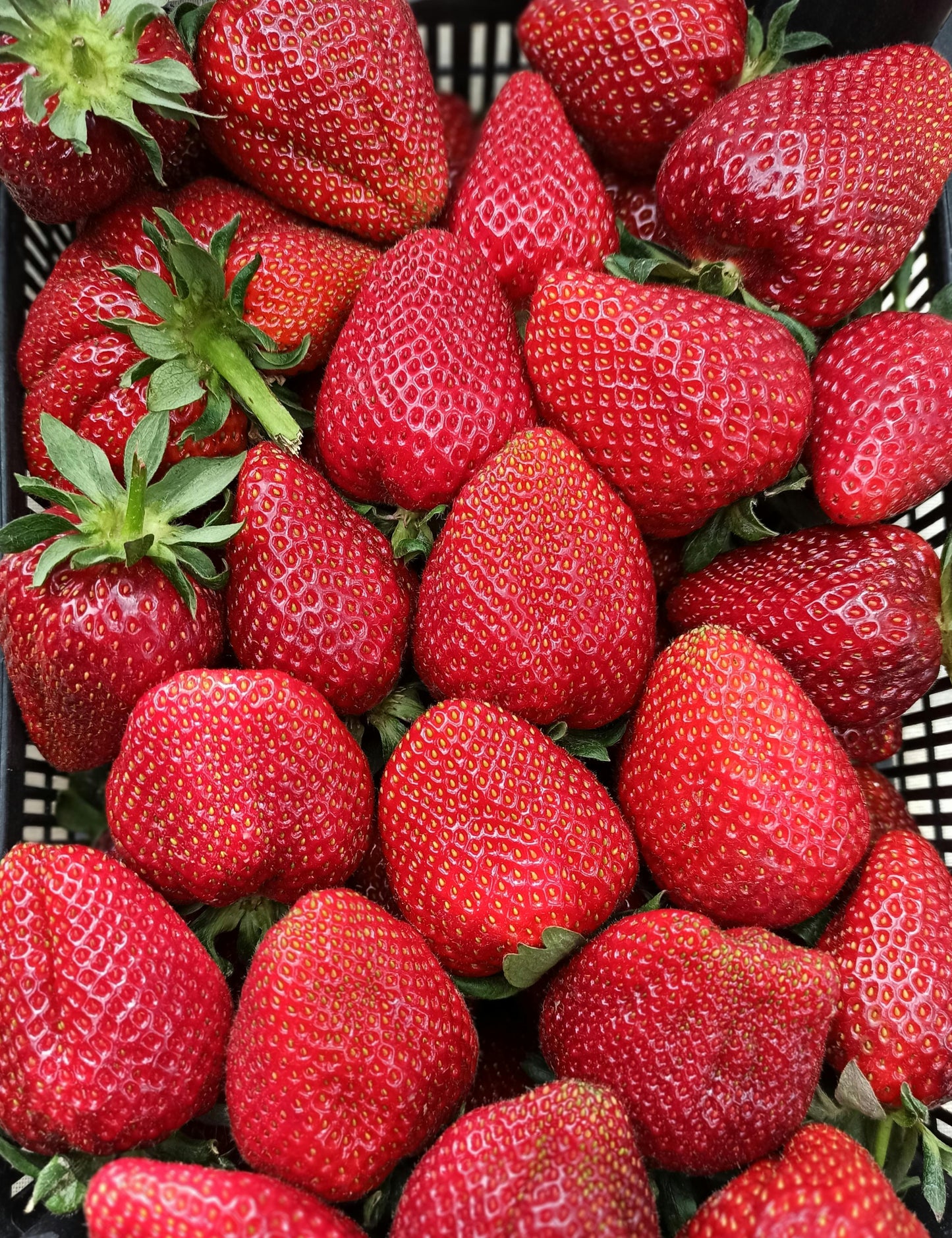 STRAWBERRY SWEETNESS